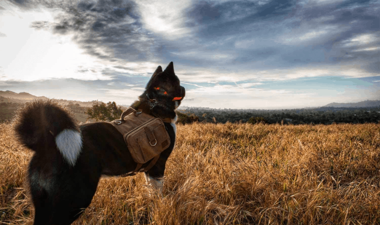 dog backpack
