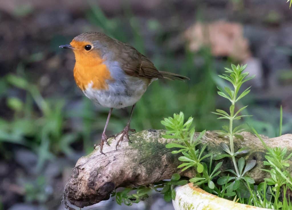 robin-redbreast